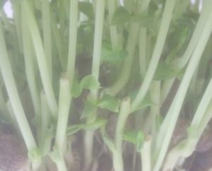 再生野菜の豆苗の育て方ややり方を丁寧に解説 栽培する上での注意点とは もっくんweb 再生野菜の豆苗の育て方ややり方を丁寧に解説 栽培する上での注意点とは もっくんweb